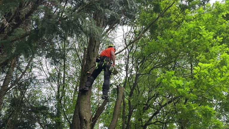 How Our Tree Care Process Works  in Aberdeen, IN